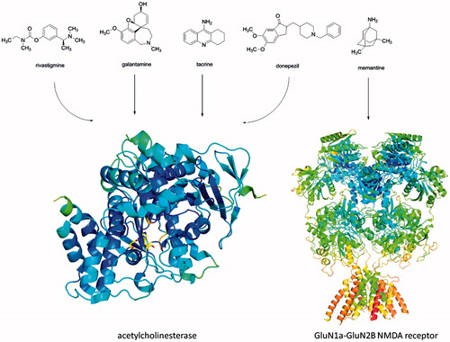 Figure 1. Currently used AChEIs donepezil, galantamine and rivastigmine. Tacrine is no longer approved for AD treatment. Memantine act as NMDA receptor antagonist. Structures of human AChE (PDB ID: 4EY7) and GluN1A-GluN2B NMDA receptor (PDB ID: 4PE5) were downloaded from Protein Data Banka (http://www.rcsb.org) and created with PyMol viewer 1.3.