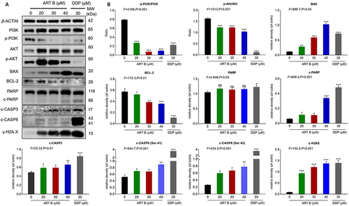 Figure 9 ART B (0, 20, 30, and 40 μM) induced apoptosis in H1299 cells. (A) Western blot analysis of related protein expressions of p-PI3K, PI3K, Akt, p-Akt, BAX, BCL-2, PARP, c-PARP, c-CASP3, and γ-H2A.X in H1299 cells with ART B (0, 20, 30, and 40 μM) or DDP (30 μM) treatment for 24 h. (B) The statistical analyses of the related protein expressions. Data are presented as mean ± SD (n = 3), *P < 0.05, **P < 0.01 vs, and ***P < 0.01 vs control group.