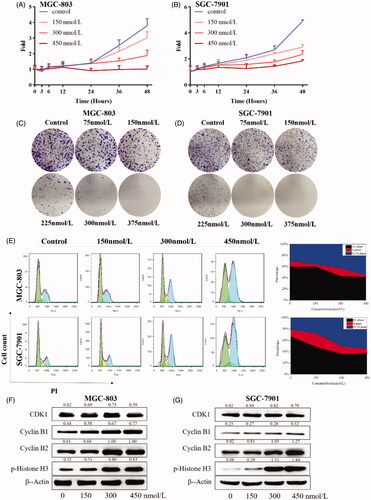 Figure 6. Gastric cancer cell proliferation inhibition inhibited by 9i. Density ratios relative to β-Actin were shown on the top of each Western blotting band. (A,B) Cell growth curves of in MGC-803 and SGC-7901 cells after the treatment with indicated concentrations of 9i for different hours; (C,D). Gastric cancer cell colony formation, cells were treated for 7 days; (E) Cell cycle distribution of MGC-803 and SGC-7901 after the treatment with indicated concentrations of 9i for 24 h; (F,G) Cell cycle related proteins in gastric cancer cells after the treatment with indicated concentrations of 9i for 24 h.