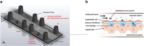 Figure 1. An outline of liver-on-a-chip, reproduced from,Citation49 with permission from Elsevier.