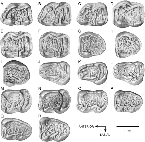 FIGURE 2. Upper and lower teeth of Caecocricetodon yani, gen. et sp. nov.: A, holotype, V 26103, right M1; B, V 26104.1, left M1; C, V 26104.2, right M1; D, V 26104.64, right M2; E, V 26104.65, left M2; F, V 26104.66, left M2; G, V 26104.128, left M3; H, V 26104.129, right M3; I, V 26104.130, right M3; J, V 26104.164, left m1; K, V 26104.165, right m1; L, V 26104.166, left m1; M, V 26104.222, left m2; N, V 26104.223, right m2; O, V 26104.224, left m2; P, V 26104.281, left m3; Q, V 26104.282, left m3; R, V 26104.283, left m3; B, E, F, G, K, N are reversed.