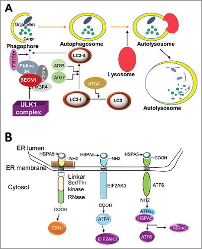 Figure 5. Autophagy and the UPR signaling pathways. (A) Depiction of autophagy pathways. Autophagy is a catabolic process that sequesters specific intracellular cargo by engulfing them within a cytosolic double-membraned vesicle, called an autophagosome. Extracellular stimuli or recognition of a cargo material induces the formation of the phagophore. ULK1 is an important upstream initiator that induces activation of nucleation complex, including PtdIns3K and BECN1, to engage phagophores for autophagy. LC3 is conjugated to the phagophores and controls their maturation and elongation. Upon vesicle completion, the autophagosome fuses with a lysosome, releasing its contents to be degraded by hydrolases. (B) Initiation of the UPR: The domain structures of ERN1, EIF2AK3, and ATF6 and their associations with HSPA5 are illustrated. ERN1, EIF2AK3, and ATF6 are docked and inactive in non-ER stress condition by binding to HSPA5. Upon ER stress, HSPA5 is released from the lumenal domain of ERN1, EIF2AK3 and ATF6 and this initiates the UPR.Citation64,Citation416