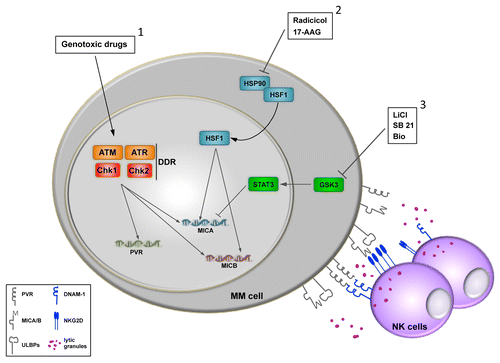 Figure 1. Upregulation of NKG2D and DNAM-1 ligands by chemotherapy increases antitumor natural killer-cell responses. Genotoxic drugs induce the expression of NKG2D or DNAM-1 ligands in the surface of cancer cells following the activation of the DNA damage responses (DDR) (1). The activation of heat shock transcription factor 1 (HSF1) resulting from the inhibition of heat shock 90 kDa protein (HSP90) family members specifically stimulates the expression of MICA and MICB (2). The inhibition of glycogen synthase kinase 3 (GSK3) correlates with that of signal transducer and activator of transcription 3 (STAT3), a negative regulator of MICA transcription.