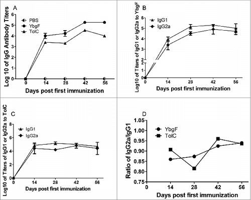 Figure 5. Humoral immune responses induced by different antigens. Log10 of titer kinetics for IgGs against rYbgF and rTolC (A). Titer kinetics of IgG1 and IgG2a against rYbgF (B). Titer kinetics of IgG1 and IgG2a against rTolC (C). IgG2a:IgG1 ratios for rYbgF and rTolC (D). Antibody titers were determined by ELISA and presented as log10, with the standard deviation indicated by an error bar.