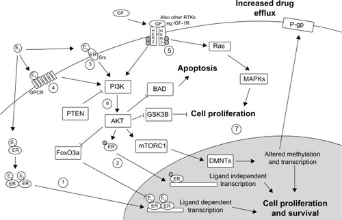 Figure 1 Estrogen, HER2 signalling, and the PI3K/Akt pathway in drug-resistant breast cancer.