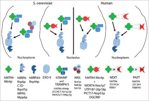Figure 1. RNA exosome adaptors in S. cerevisiae and human nuclei. Principle overview of the main factors interacting with, and providing target specificity to, the exosome in S. cerevisiae (left) and human (right) nuclei (see text for details). hMTR4-Mtr4p (green) offers a main anchor linking the exosome to its different adaptors (indicated by black arrows). Question marks indicate possible interactions of Nsa1p and PICT1, UTP18 and DGCR8 with Mtr4p and hMTR4, respectively, motivated by protein homologies. Localization and function of C1D and MPP6 in the human nucleoplasm remain an open question (as question marks indicate). Note that proteins with the symbol ‘p’ derive from S. cerevisiae.