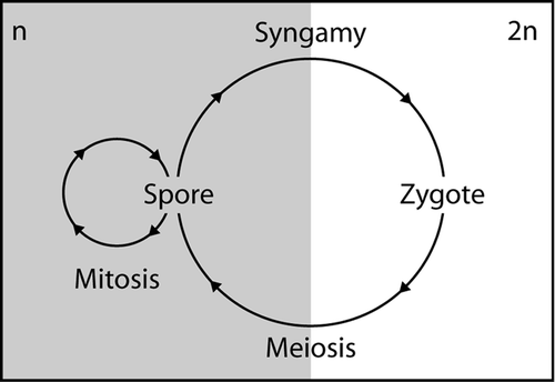 Fig. 1. Schematic haplontic life-cycle. Spores are haploid (n) and reproduce mitotically. Syngamy produces diploid zygotes (2n) that divide meiotically to return to the spore stage.