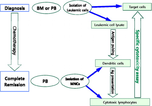 Figure 1. Schematic diagram of the method employed. Leukemic cells isolated from bone marrow aspirates (BM) or peripheral blood (PB) at diagnosis were used as target cells and to prepare leukemic cell lysates. When complete remission (CR) was achieved after chemotherapy, mononuclear cells (MNCs) were isolated from PB and used to generate dendritic cells (DCs) and cytotoxic lymphocytes. Leukaemic cell lysates were used to pulse DCs. MNCs from PB of patients in CR were co-cultured with pulsed DCs and IL2. Effector cells (cytotoxic T lymphocytes obtained from the above co-cultures of MNCs and pulsed DCs) were co-cultured with target cells (leukemic cells obtained from patients at diagnosis), and cytotoxicity was evaluated using a lactate dehydrogenase release assay.