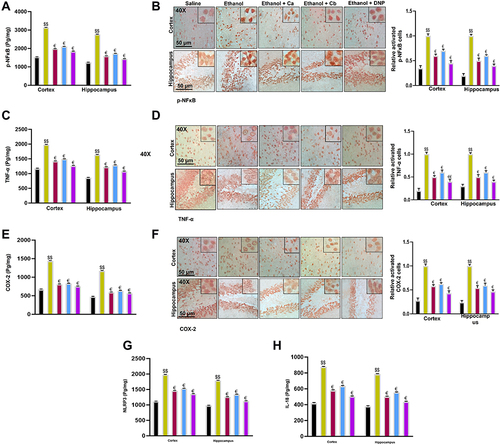 Figure 10 Effect of test compounds on the outcomes of ethanol-induced inflammatory mediators. (A) p-NFκB protein expression as quantified by ELISA with (n=5/group). (B) Immunohistochemistry results for p-NFκB in the cortical and hippocampal tissues with (n=5/group). p-NF-ΚB exhibited nucleus localization in the treated tissue. (C) TNF-α protein expression as quantified by ELISA with (n=5/group). (D) Immunohistochemistry results for TNF-α in the cortical and hippocampal tissues with (n=5/group). TNF-α exhibited cytoplasmic localization in treated brain tissues. (E) COX2 protein expression as quantified by ELISA with (n=5/group). (F) Immunohistochemistry results for COX2 in the cortical and hippocampal tissues with (n=5/group). (G) NLRP3 protein expression as by ELISA (H) IL-18 protein expression as by ELISA with (n=5/group). Data are expressed as mean ± SEM. $$p<0.01 compared to the saline group, €Shows a significant difference relative to the ethanol group denotes a significant difference compared with the saline group.