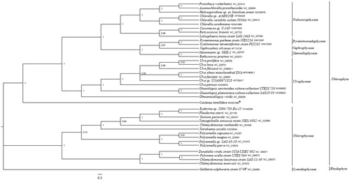 Figure 1. Phylogenetic tree (Bayesian inference) based on complete mitogenomes of Chlorophyta. Support values for each node were calculated from Bayesian posterior probability (BPP). Asterisks following species names indicate newly determined mitogenomes.