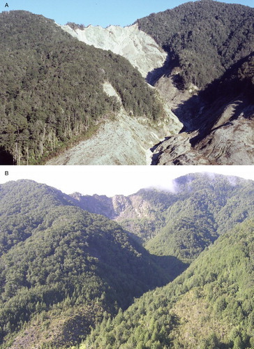 Figure 2. Photographs showing landslides triggered in the Buller Gorge (Westland, New Zealand) by the 1968 Inangahua earthquake (magnitude 7.1 Mw). A, Mostly bare surfaces and a narrow band of tree regeneration along the forest edge in 1980. B, 2011 showing recovery to young stands of Nothofagus fusca and Nothofagus menziesii. Photographs: Thomas Veblen.