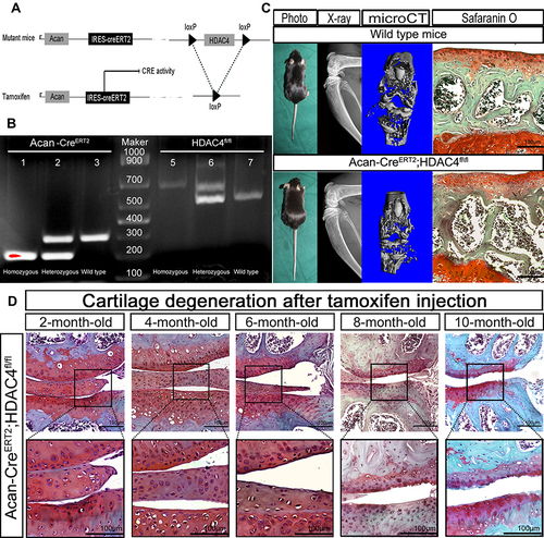 Figure 2 Generation and evaluation of Acan-CreERT2-HDAC4fl/fl mice. (A) Schematic representation of the Acan-CreERT2-HDAC4fl/fl transgenic mice. The upper panel shows the offspring of mice with histone deacetylase 4 (HDAC4) homologous recombination and Acan-Cre recombination. The bottom panel shows the deletion of the HDAC4 gene after the activation of the Cre enzyme by tamoxifen injection. (B) Acan-CreERT2-HDAC4fl/fl mouse genotyping using PCR. Acan-CreERT2 (lanes 1, 2 and 3): lane 1, Cre homozygous (200 bp); lane 2, Cre heterozygous (200 bp and 299 bp); lane 3, wild type Acan (299 bp), HDAC4fl/fl (lanes 5, 6 and 7): lane 4, HDAC4fl/fl homozygous (620 bp); lane 5, HDAC4fl/fl heterozygous (620 and 520 bp); lane 6, HDAC4 wild type (520 bp), Marker: lane 4, 1000 bp DNA ladder. (C) Phenotype of 2-month-old Acan-CreERT2-HDAC4fl/fl and wild-type mice. X-ray. Micro Ct and SafO stain images shows no apparent deformation (the defection of bone structure between the articular surface and tibia represent the cartilage zone of mice epiphyseal line). Scale bars:100μm. (D) Early osteoarthritis (OA) is shown in 8-month-old HDAC4-null mice. After the tamoxifen injection at 2-months-old, the mutant mouse knee shows early OA characterization at 8-months-old. n=18. 2 mice/month. Scale bars:100μm.