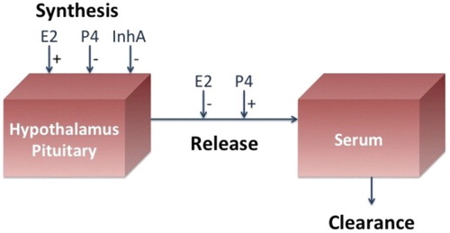 Figure 4. The brain and the blood compartments for the pituitary model are illustrated. E2, P4, and InhA stimulate (+) and/or inhibit (−) the synthesis and/or release of the pituitary hormones. Clearance from the blood is linear.