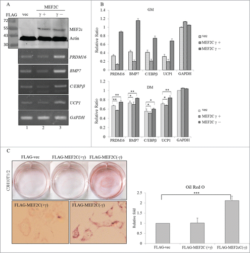 Figure 4. Overexpressed MEF2C variants exerted opposite effects on the differentiation of BAs. (A) C3H10T1/2 cells were mock-transfected or transfected with FLAG-MEF2C variant-expressing plasmids. Total proteins were extracted and subjected to an immunoblotting assay using the indicated antibodies. Total RNAs were subjected to an RT-PCR using specific primer sets against BA-specific factors. (B) Total RNAs extracted from the proliferating (in growth medium; GM) or differentiating (in differentiation medium; DM) cells were subjected to a qRT-PCR using specific primer sets (Table S2). (C) The mock vector or FLAG-MEF2C variant vector-transfected C3H10T1/2 cells were cultured in GM for 48 h and then subjected to oil-red-O staining. The bar graph shows the spectrophotometric analysis of oil-red-O optical densities (ODs) at 550 nm after being extracted from stained cells in the previous panel (*p < 0.05; **p < 0.01; ***p < 0.005).