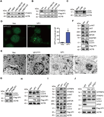Figure 7. FMDV VP1 promotes YTHDF2 degradation through an AKT-MTOR-dependent autophagy pathway. (A) PK-15 cells were infected with FMDV (MOI 0.1). At 1 hpi, the cells were maintained in the fresh medium in the presence or absence of MG132 (20 μM), 3-MA (1 mM), or CQ (100 μM). At 12 hpi, the abundance of YTHDF2 was determined by western blotting. (B) PK-15 cells were transfected with 2 μg of flag-VP1-expressing plasmid. At 6 hpt, the cells were maintained in the fresh medium in the presence or absence of MG132 (20 μM), 3-MA (1 mM), or CQ (100 μM) for 18 h. Expression of YTHDF2 protein was determined by western blotting. (C) PK-15 cells were incubated with 3-MA (1 mM) or CQ (100 μM) for 18 h. Expression of LC3-I and LC3-II protein was determined by western blotting. (D) PK-15 cells were transfected with 2 μg of GFP-LC3 and flag-VP1-expressing plasmids for 24 h. The autophagosomes were detected using a confocal laser scanning microscope. (E) PK-15 cells were transfected with 2 μg of empty vector or flag-VP1-expressing plasmids for 24 h. The samples were analyzed by transmission electron microscopy to show autophagosomes. (F-H) PK-15 cells were transfected with 2 μg of empty vector, flag-VP1-, or Flag-VP1Q209A-expressing plasmids for 24 h (F and H). PK-15 cells were incubated with the purified flag-VP1 (150 μg/mL) (G). The cells were collected and subjected to western blotting analysis. (I) PK-15 cells were transfected with 2 μg of empty vector or flag-VP1-expressing plasmids for 24 h and maintained in the presence or absence of SC79 (10 μM) for 12 h. The cells were collected and subjected to western blotting analysis. (J) ATG7−/− cells were transfected with 2 μg of empty vector or flag-VP1-expressing plasmids for 24 h. The expression of GTPBP4, YTHDF2, and LC3 was detected by western blotting.