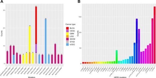 Figure 2 The distribution and frequency of HER2 S310F mutation in tumours. (A) The distribution of recurrent mutations (more than five occurrences in an individual cancer type) in the extracellular domain of membrane proteins. The numbers mean the occurrences of each mutation in the same tumour. Different cancer types are represented by different colours. (B) The distribution of HER2 mutations based on COSMIC database.Abbreviations: BLCA, bladder urothelial carcinoma; CESC, cervical squamous cell carcinoma and endocervical adenocarcinoma; GBM, glioblastoma multiforme; LGG, brain lower grade glioma; SKCM, skin cutaneous melanoma; STAD, stomach adenocarcinoma; UCEC, uterine corpus endometrial carcinoma.