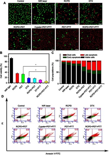 Figure 5 (A) The LIVE-DEAD analysis of HepG2 cells at 24 hrs after various treatments. Scale bar is 100 μm. (B) The cell viability of DTX-resistant human liver cancer cells at 24 hrs after various treatments (*p<0.05). (C) Stacked bars of HepG2 cells apoptosis determined by flow cytometry using Annexin V-FITC and PI. (D) The cell apoptosis quantified by the flow cytometry at 24 hrs after various treatments. The cypate and DTX concentrations were 32 μM and 18.6 μM, respectively. In all experiments, PDT was irradiated with 808 nm, 0.3 W/cm2, PDT+PTT was irradiated with 808 nm, 1.6 W/cm2.Abbreviations: PTT, photothermal therapy; PDT, photodynamic therapy.