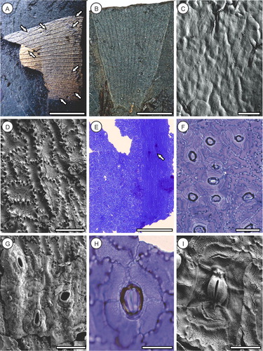 Figure 2. Pterostoma neehoffii sp. nov., all cuticle images derived from OU35425a. A, Holotype (OU35425a), showing anastomosing veins (arrows); B, Paratype counterpart (OU35425b); C, SEM of adaxial epidermis showing smooth outer surface without obvious cellular detail or hairs; D, SEM of adaxial epidermis inner surface showing strongly sinuous anticlinal walls with buttressing; E, TLM of abaxial surface showing intercostal stomatal band, elongated costal cells and two crystalliferous cells along the vein (arrow); F, TLM of abaxial intercostal cells showing randomly oriented stomata and buttressing of sinuous anticlinal walls; G, SEM of abaxial intercostal cells showing sparse cuticular ridges, sunken stomata and prominent stomal rings; H, TLM of sunken stomate and stomatal ring (external view); I, SEM of stomate (internal view) showing guard cell flanges and thin-walled subsidiary cells. Scale bars A, B = 20 mm, C = 100 µm, D, F, G = 50 µm, E = 100 µm, H, I = 25 µm.