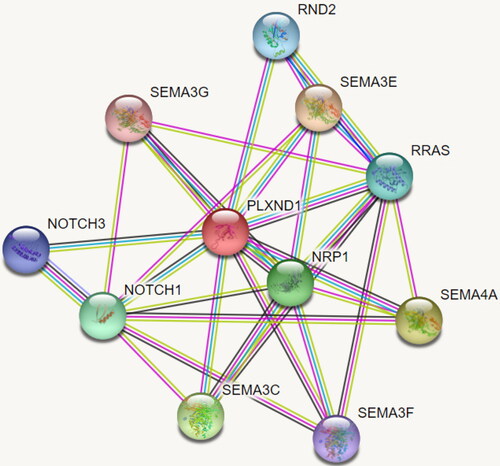 Figure 4. The molecular network which the PLXND1 gene is part of.