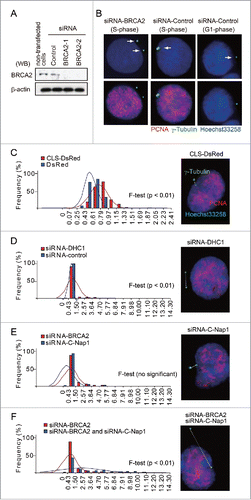 Figure 5. BRCA2 mediates centrosome cohesion during S phase in HeLa S3 cells. (A) Western blot analysis of lysates prepared from mock-transfected cells or cells transfected with control or BRCA2 siRNA using anti-BRCA2 and anti-β-actin antibodies. (B) Immunofluorescence microscopy of control siRNA- and BRCA2 siRNA-transfected HeLa S3 cells using anti-γ-tubulin (green) and anti-PCNA (red) antibodies. Nuclei were stained with Hoechst 33258. Centrosomes are indicated by arrows. (C) The minimum distance between the centers of the centrosomes was measured using Adobe Photoshop CS3 software. Distances were measured in CLS-DsRed- and DsRed-transfected cells (both n = 100; p = 0.01). (D) Distances were measured in DHC1 siRNA- and control siRNA-transfected cells (both n = 100; p = 0.01). (E) Distances were measured in BRCA2 siRNA- and C-Nap1 siRNA-transfected cells (both n = 100; no significant difference). (F) Distances were measured in cells following double depletion of BRCA2 and C-Nap1 by siRNA, or by depletion of BRCA2 alone (both n = 100; p = 0.01). (C-F) Centrosomes were stained with Hoechst 33258 (blue) and anti-γ-tubulin (green), PCNA (red) antibodies, and the measured distance between centrosomes is indicated by the white dotted line.