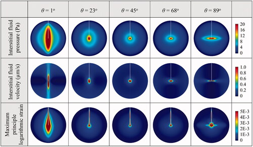 Figure 4. Biomechanics in brain with anisotropic tissue permeability.