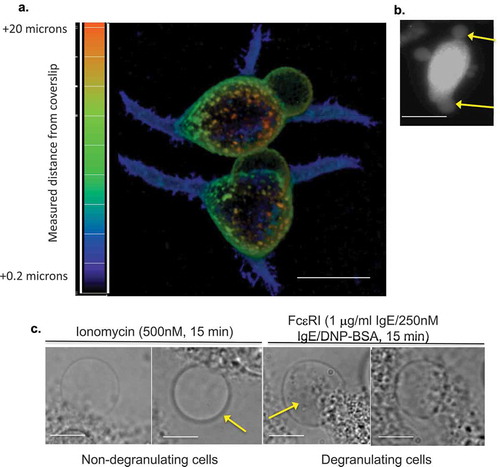 Figure 1. (a) Appearance of LPMB in antigenically stimulated RBL2H3. Confocal images of RBL2H3 stimulated with IgE/DNP-BSA for 15 min at 37°C. A series of 64 z discs were assembled and projected in NIS elements and z-depth coded using a 20.2 micron pseudo-coloured look-up table prior to deconvolution. Scale bar 10 microns. (b) Lucifer Yellow staining of LPMB indicating contiguousness with cytosol. Epifluorescence images of RBL2H3 stimulated with IgE/DNP-BSA for 15 min at 37°C after 20 min pre-incubation with 10 nM Lucifer Yellow. Scale bar 10 microns. (c) LPMB content presents differently in degranulating and non-degranulating RBL2H3. Left panels. Two LPMB from non-degranulating cells stimulated with ionomycin (500 nM for 15 min at 37°C), which causes intracellular calcium flux but is insufficient to initiate degranulation. Arrow indicates large LPMB with no visible content under phase-contrast imaging. Right panels. Two LPMB from degranulating RBL2H3 stimulated via FcεRI (IgE anti-DNP and KLH-DNP). Arrow indicates vesicular content apparent within the LPMB boundaries. Scale bars 2 microns. (d) WGA-positive vesicular structures appear in LPMB in degranulating cells. RBL2H3 were incubated with Alexa 488-WGA for 6 h to provide staining of intracellular membranes. Phase-contrast images (left) and confocal z discs (right) were captured at the indicated time points after stimulation via FcεRI. Arrows indicate vesicular content apparent within the LPMB boundaries. Scale bar 2 microns. (e) Dependency of LPMB formation upon external calcium. RBL2H3 were stimulated for 8 min at 37°C in modified Ringer’s solution containing either 1 mM external CaCl2 or formulated as nominally calcium free (0 mM external CaCl2 plus1mM EGTA). Stimuli were IgE anti-DNP and KLH-DNP, ionomycin (500 nM) or thapsigargin (250 nM). Alexa 488-WGA was included in the media throughout the experiment and cells were live-cell imaged after one brief wash to remove excess dye. LPMB per 100 cells (triplicate fields of approximately 33 cells) were counted and expressed as a histogram.