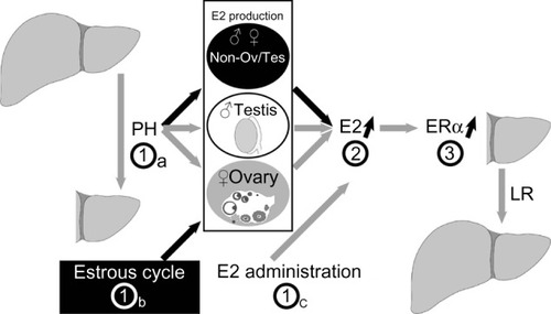 Figure 6 Model of hepatocyte proliferation in female mice.