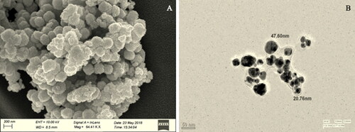 Figure 2. (A) FE-SEM micrograph (Scale = 200 nm) and (B) TEM micrograph (Scale = 50 nm) of synthesised Ah-AgNPs.