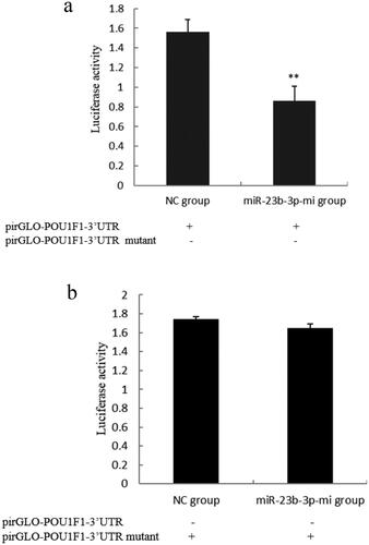 Figure 5. Luciferase activity determination. (a) The changes of luciferase activity after PirGLO-POU1F1-3′UTR normal plasmid co-transfecting with miR-23b-3p mimics (miR-23b-3p-mi group) and mimics control substance (NC group) for 48 h. Compared with NC group, the column marking** showed extremely significant difference (P < 0.01); (b) The changes of luciferase activity after PirGLO-POU1F1-3′UTR mutant plasmid co-transfecting with miR-23b-3p mimics (miR-23b-3p-mi group) and mimics control substance (NC group) for 48 h. Compared with NC group, the column without marking**or* showed no significant difference (P >0.05).