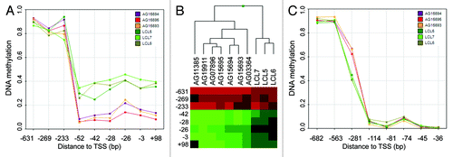 Figure 3. Candidate genes for premature aging phenotypes. (A) Absolute DNA methylation levels of CpG sites in the promoter region of LOC149837 of non-mutant patients (AG) and healthy donors (LCL). The distance to the transcription start site (TSS) is indicated. (B) DNA methylation levels (low: green; high: red) of LOC149837 promoter CpG sites in all analyzed premature aging patients (AG) and healthy donors (LCL). The cluster was calculated using Manhattan distances. (C) Absolute DNA methylation level of CpG sites in the promoter region of POLD3 of non-mutant patients (AG) and healthy donors (LCL). The distance to the transcription start site (TSS) is indicated.