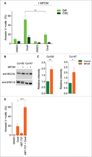 Figure 2. BCLXL is required for MFCM induced resistance toward oxaliplatin (A) Primary spheroid culture transduced with TOP-GFP construct (Co100) was exposed to MFCM or control medium for 24 h. Subsequently, cells were treated for 24 h with oxaliplatin and Annexin V/ 7AAD staining was performed. CSCs and differentiated cells were defined by gating on TOP-GFPhi and TOP-GFPlo expressing cells, respectively. MFCM treatment decreases oxaliplatin induced cell death. (B) Western blot analysis of BCLXL protein in spheroid cultures grown in control or MFCM for 24 h. Increased BCLXL expression in spheroid culture treated with MFCM compared to control medium. Control western blots for ERK1/2 is shown in lower panel. (C) Quantification of BCLXL protein intensity relative to ERK1/2 protein expression. Average of 3 independent experiment is shown. (D) Co100 spheroid culture was exposed to MFCM for 24 h. Cells were treated with 100 nM ABT-737 in combination with or without oxaliplatin. Cell death was measured with AnnexinV/7-AAD staining in TOP-GFPlo cells. Significance is indicated (*P < 0.05, **P < 0.01, ***P < 0.001).