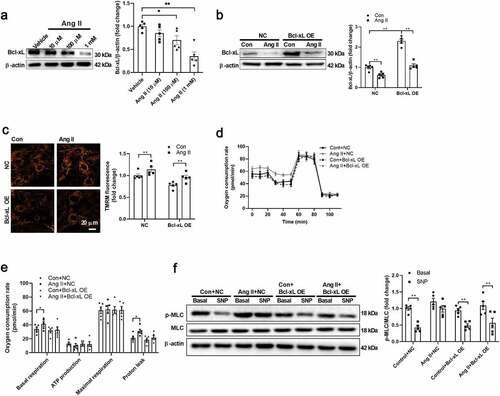 Figure 2. Angiotensin II decreased Bcl-xL expression in isolated VSMCs A. Angiotensin II (Ang II) decreased Bcl-2-like protein 1 (Bcl-xL) expression in a dose-dependent manner in vascular smooth muscle cells (VSMCs). B. Ang II overexpression restored Bcl-xL content in VSMCs treated with Ang II. C. Ang II overexpression restored mitochondrial membrane potential in VSMCs treated with Ang II. D-E. Bcl-xL overexpression abolished the effects of Ang II on upregulation of mitochondrial respiration and proton leak in isolated VSMCs as detected by Seahorse Analyzer. The oxygen respiration rate curves were shown in D, and the quantified data were shown in E. F. Bcl-xL overexpression restored the cell function as evidenced by the levels of myosin light chain (MLC) phosphorylation in response to sodium nitroprusside (SNP) in Ang II-treated VSMCs. n = 5. *, P < 0.05. **, P < 0.01.