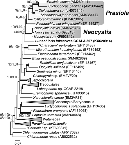 Fig. 17. Maximum-likelihood tree of rbcL sequences from L. lukesovae CCALA 307 and other Trebouxiophyceae. Numbers next to branches indicate statistical support values (maximum-likelihood bootstraps/Bayesian posterior probabilities). Thick lines indicate branches with high statistical support.