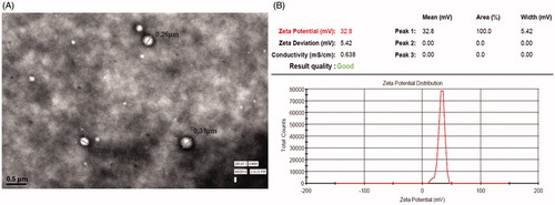 Figure 2. (A) TEM image of chitosan-coated PLGA nanoparticles. (B) Zeta potential of the optimized formulation.