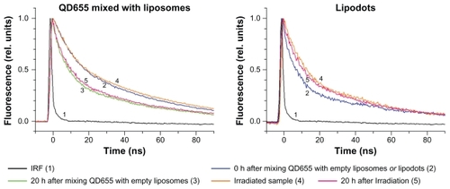 Figure 8 Fluorescence decay of intact QD655 in suspension of empty liposomes and of QD655 encapsulated in liposomes (lipodots). Fluorescence decay was measured immediately after addition of QD655 to the suspension of empty liposomes or the preparation of lipodots (0 hours, curve 2) and then after 20 hours storage at room temperature of the QD655 mixture with liposomes (curve 3). Further, the samples were irradiated with the blue light for 30 minutes, and their fluorescence decays were measured (curve 4). Lipodots were irradiated soon after sample preparation, while the QD655 mixture with empty liposomes was kept 20 hours prior to the irradiation. Finally, after the irradiation, both samples were kept for 20 hours at room temperature, and their fluorescence decay was measured again (curve 5).Abbreviation: QD, quantum dots.