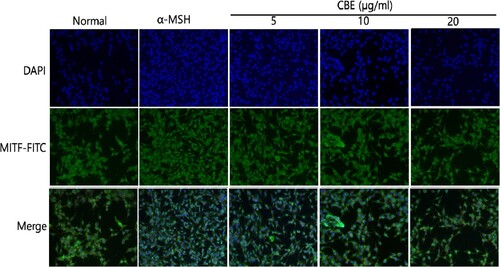 Figure 5. Immunofluorescence (IF) assay to evaluate MITF expression. The expression of MITF was evaluated by IF staining using specific anti-MITF antibodies. 4′,6-diamidino-2-phenylidole (DAPI) nuclear staining is shown in blue and fluorescein isothiocyanate (FITC) staining appears in green. 1 × 103 B16F10 cells were plated in serum-free medium for 1 h at 20∼25°C and treated with AE for 48 h. The specimens were photographed using DP Controller software (×200 magnification).