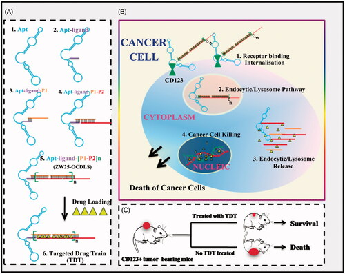 Figure 1. Schematics of self-construction of aptamer-orientated DNA TDT for targeting transportation of chemotherapeutics in theranostic applications. (A) Self-construction of TDT from short DNA aptamer ZW25: (1) The initial ZW25. (2) The ZW25 chimeric that linked to a trigger ligand. (3) Initiation from the first hybridization probe P1. (4) The further construction with hybridization probe P2. (5) The resultant long strands. (6) Drug loading onto TDT. (B) The drugs were specifically transported to target cancer cells via receptor binding between CD123 and aptamer ZW25: (1) TDT was targeted binding to CD123+ cancer cells and internalized via the binding specificity of aptamer ZW25 to CD123 protein. (2) TDT was transferred by endocytic/lysosome vacuole. (3) endocytic/lysosome vacuole was burst and TDT was degraded by enzyme. (4) Dox was released within nuclei and induced cell death. (C) TDT could inhibit tumor growth and prolong survivals.