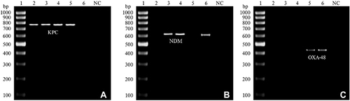 Figure 1 Agarose gel electrophoresis of blaKPC, blaNDM, and blaOXA-48 carbapenemase genes amplicons. DNA ladder 100 bp in lane 1. (A) Lanes (2, 3, 4 and 5) positive for blaKPC gene (798bp). (B) Lanes (3, 4, and 6) positive for blaNDM gene (621bp). (C) lanes (5, 6): positive for blaOXA-48 gene (438 bp).