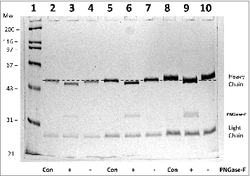 Figure 1. 10% SDS-PAGE analysis of monoclonal antibody h2E2 with or without treatment with peptide N-glycosidase-F (PNGase-F) to remove all N-linked glycans. After overnight treatment with PNGase-F, either 5 (lanes 2-4), 10 (lanes 5-7), or 20 μg (lanes 8-10) of h2E2 antibody were reduced and denatured in SDS and loaded onto a 10% acrylamide gel, followed by staining with Coomassie Blue R-250. Control, untreated h2E2 (“Con”) along with PNGase-F (“+”) or sham treated (“−”) monoclonal antibody are shown, with the dashed line added to aid visualization of the small differences in electrophoretic mobility observed after N-glycan removal by PNGase-F. The migration positions of the heavy chain, light chain, and PNGase-F enzyme are indicated on the right hand side.