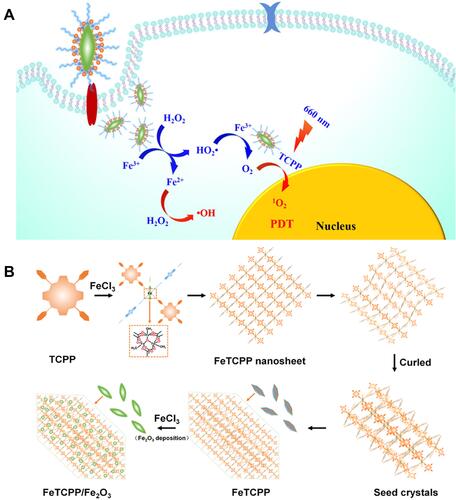 Figure 8 (A) The mechanism of FeTCPP/Fe2O3 exerting antitumor efficacy for enhanced PDT; (B) formation mechanism of the FeTCPP and FeTCPP/Fe2O3 MOF Nanorice. Reprinted with permission from Zhao Y, Wang J, Cai X, Ding P, Lv H, Pei R. Metal-Organic Frameworks with Enhanced Photodynamic Therapy: Synthesis, Erythrocyte Membrane Camouflage, and Aptamer-Targeted Aggregation. ACS Appl Mater Interfaces. 2020;12(21):23,697–23,706. Copyright (2020) American Chemical Society.Citation101