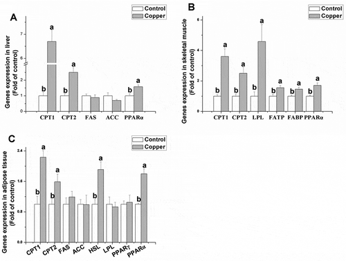 Figure 3. Effects of dietary copper treatment (45 mg/kg) on relative gene expression in lipid metabolism in the liver, skeletal muscle, and adipose tissue. Values are the means ± SEM (n = 8). Means with different superscripts (a and b) are significantly different (p < 0.05).