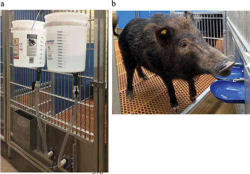 Figure 2. The two-bucket choice set-up. (a) The outside of the pen shows the orientation of the buckets and tubes attached to the (b) Bowl and sipper apparatus located on the door inside the pen. The water and ethanol solution were changed from side to side every day.