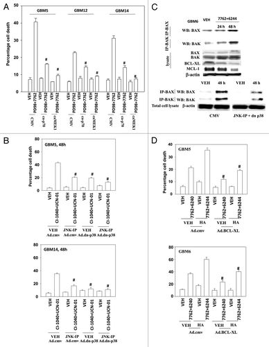 Figure 4. Inactivation of MEK/12 and p70 S6K and activation of JNK1–3/p38 and BAX/BAK are essential for MEK + CHK1 inhibitor killing in glioma and medulloblastoma cells. (A) GBM5, GBM12 and GBM14 cells were transfected with plasmids to express constitutively active p70 S6K, active MEK1 or empty vector CMV control. Twenty four hours after transfection, the cells were treated with PD98059 (25.0 μM) and AZD7762 (300 nM) for 48 h. Floating and attached cells were isolated after drug exposure, cell viability was measured by trypan blue exclusion (± SEM, n = 3) # p < 0.05 less than CHK1 inhibitor + MEK1/2 inhibitor value. (B) GBM5 and 14 cells were infected using a recombinant adenovirus to express dn-p38 in the presence or absence of JNK inhibitory peptide (JNK-IP, 10 μM). Thirty six h after transfection, the cells were treated with CI-1040 (1.0 μM), UCN-01 (50nM) or CI-1040+UCN-01 for 48 h. Floating and attached cells were isolated after drug exposure, cell viability was measured by trypan blue exclusion (± SEM, n = 3) # p < 0.05 less than CHK1 inhibitor + MEK1/2 inhibitor value. (C) Top: GBM6 cells were treated with AZD7762 (300 nM) + AZD6244 (500 nM) for 24 or 48 h. Lysates were isolated for blotting of the indicated proteins and for immunoprecipitation of activated BAX and activated BAK. Bottom: GBM6 cells were infected with dn-p38 and 24 h after infection, the cells were treated with AZD7762 (300 nM) + PD98059 (25.0 μM) for 48 h in the presence or absence of JNK-IP (10 uM). The activity of BAK and BAX was determined after immunoprecipitation of the conformationally active BAX and BAK proteins. (D) GBM5 and GBM6 cells were infected with BCL-XL or empty vector control CMV. Twenty four h after transfection, the cells were treated with AZD7762 (300 nM) + AZD6244 (500 nM) in the presence or absence of HA14–1 (HA14–1, 500 nM) for 48 h. Floating and attached cells were isolated after drug exposure, cell viability was measured by trypan blue exclusion (± SEM, n = 3) # p < 0.05 less than CHK1 inhibitor + MEK1/2 inhibitor value.