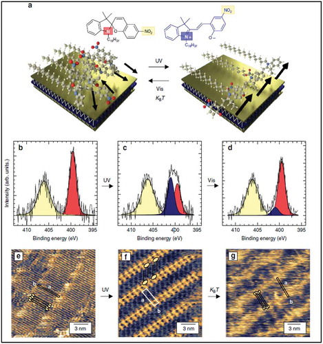 Figure 3. (a) Schematic representation of SAMN monolayers formed by spiropyran derivatives on MoS2, undergoing photo-induced isomerization, leading to a structural rearrangement. Black arrows indicate the molecular dipoles, which align upon photo-induced isomerization. N1s core level spectra of SP molecules coated on HOPG when kept in the dark (b) after UV-irradiation (c) and after irradiation by green light (d), show different N hybridization states in agreement with the schematic in (a). High-resolution STM images of SP molecules on HOPG after spin coating (e) after UV irradiation (f) and) 48 h after UV-irradiation (g), showing molecular ordering upon UV irradiation. Adapted with permission from ref 47. Copyright © 2018 Nature Publishing Group.