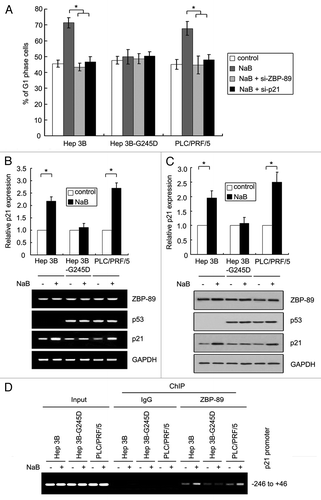 Figure 4 NaB-mediated p21 induction is abrogated in p53G245D-expressing cells. (A) G1-phase arrest induced by NaB treatment was diminished in Hep3B-G245D cells. Hep3B, Hep3B-G245D, PLC/PRF/5 cells were treated with NaB at 4 mM for 24 h. After being stained with propidium iodide, cells were subjected to flow cytometry to measure DNA contents. The percentages of cells in G1 phase were shown. (B) Cells were treated with 4 mM NaB for 24 h. Total RNA was extracted by Trizol reagent. RT-PCR was performed to determine the expression of ZBP-89, p53 and p21. (Upper part: relative expression of p21 mRNA. Bottom part: representative result of three independent experiments). (C) Proteins extracted from cells treated as described in (A) were used in western blot. Levels of ZBP-89, p53 and p21 proteins were examined. (Upper part: relative expression of p21 protein. Bottom part: representative results of three independent experiments). (D) Cells were treated with 4 mM NaB for 3 h and soluble chromatin was prepared. ChIP assay was performed with anti-ZBP-89 antibody. The final DNA extracted was amplified using primers that span from −246 to +46 of the p21 promoter followed by ethidium bromide staining. The input was 1% of the soluble chromatin used for immunoprecipitation. IgG was used as antibody control.