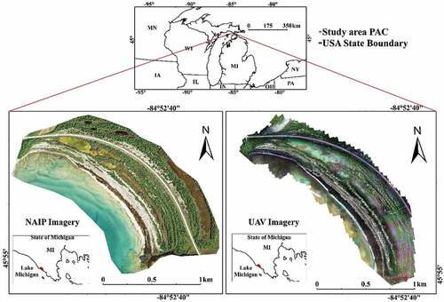 Figure 1. Pointe aux Chenes Bay study area. The shoreline is adjacent to Lake Michigan. NAIP imagery was collected in August 2018. UAV imagery was collected in August 2019.