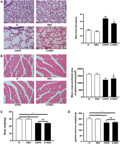 Figure 1 Resveratrol prevents CS-induced emphysema and skeletal muscle atrophy in mice. (A) Representative lung tissue and gastrocnemius muscle. (B) H&E staining in mice exposed to CS for 24 weeks and treated with or without resveratrol (200 mg/kg) for 4 weeks. The mean lining intercept (MLI) and gastrocnemius cross-sectional area (CSA) of mice were calculated in each group. (C) Effect of resveratrol treatment on body weight and (D) weight of the gastrocnemius muscle. Data are representative images (magnification x 200) and expressed as the means±SD of each group (n=8) of mice. *p<0.05 vs control group (N), #p<0.05 vs COPD.