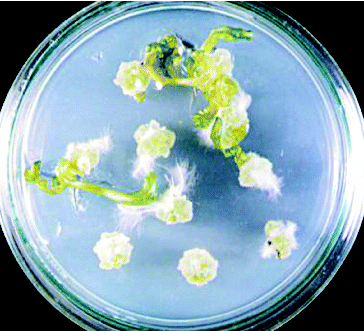 Figure 1. Shoot regeneration from hypocotyl explants of cv. ‘Spok’ on MS medium containing 3 mg L−1 BAP and 0.2 mg L−1 NAA.
