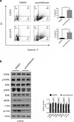 Figure 4. Acetylshikonin induces DLBCL cell apoptosis and reduces the expression of proteins involved in TOPK signaling. (a) U2932 and OCI-LY8 cells were treated with 10 µM acetylshikonin for 24 h, and cell apoptosis was detected by staining with annexin V and PI (Q1 indicates dead cells, Q2 indicates late apoptotic cells, Q3 indicates early apoptotic cells, Q4 indicates viable cells). The data represent the mean ± S.D. for three individual experiments (***p < 0.001, n = 3). (b) U2932 cells were treated with 10 µM acetylshikonin for 24 h, and the protein levels of pTOPK, total TOPK, pERK, total ERK, pRSK, total RSK, pc-Jun, total c-Jun were detected by Western blots. The data represent the mean ± S.D. for three individual experiments (***p < 0.001, n = 3).