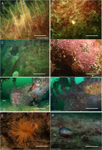 Figure 9. (A) Clumps of the branching hydroid Nemertesia ramosa on the upper surfaces of the wreck (RG) Scale Bar = 5 cm. (B) Clumps of the light bulb sea squirt Clavellina lepadiformis growing on the vertical surfaces of the wreck (RG) Scale Bar = 5 cm. (C) Upper surface of the wreck with abundant clumps of the Herringbone hydroid Halecium halecinum, and grazing edible sea urchins, Echinus esculentus. Occasional patches of Dead Men’s Fingers, Alcyonium digitatum were also present and are indicative of areas where current flows more strongly over the wreck surface. There is a dense understory of short red algal turf, indicating that light levels are sufficient for some seasonal algal growth (RG) Scale bar = 20 cm. (D) Encrusting pink algae growing over the surface of the wreck, with abundant barnacles and rare occurrence of the china limpet Tectura testudinalis (RG) Scale Bar = 8 cm. (E) A European lobster (Hommarus gammarus) using the remains of the roof aft accommodation as a home. Other fauna and flora encrusting the wreckage include the solitary ascidian Ascidia mentula, pink encrusting algae and the white fur-like polyps of the sessile life stage of the moon jellyfish Aurelia aurita. Scale Bar = 25 cm. (F) A large colony of the yellow encrusting sponge Myxilla incrustans, a plumose anemone Metridium senile, Deadman’s finger Alcyonium digitatum and encrusting pink algae present on another section of the remains of the roof of the aft accommodation. Scale bar = 25 cm. (G) A flame shell (Limaria hians) nestling in amongst a pile of the red seaweed Phyllophora crispa. Scale Bar = 3 cm. (H) The filter feeding bivalve mollusc Ocean Quahog (Arctica islandica) and the actively feeding siphon of Mya truncata, a burrowing bivalve mollusc, photographed in the area adjacent to the wreck of Steam Pinnace 744. Scale Bar = 6 cm (Joanne Porter).